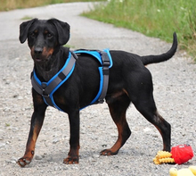 CONNOR, Hund, Mischlingshund in Slowakische Republik - Bild 5