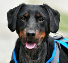 CONNOR, Hund, Mischlingshund in Slowakische Republik - Bild 6