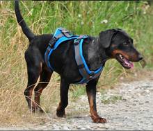 CONNOR, Hund, Mischlingshund in Slowakische Republik - Bild 8