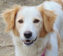 SAMIRA, Hund, Mischlingshund in Griechenland - Bild 3