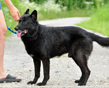 COOPERS232, Hund, Mischlingshund in Slowakische Republik - Bild 4