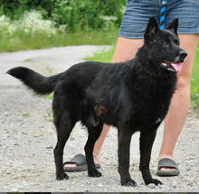 COOPERS232, Hund, Mischlingshund in Slowakische Republik - Bild 6