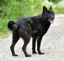 COOPERS232, Hund, Mischlingshund in Slowakische Republik - Bild 7