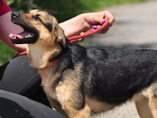 DELLY, Hund, Mischlingshund in Slowakische Republik - Bild 1