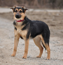 DELLY, Hund, Mischlingshund in Slowakische Republik - Bild 10