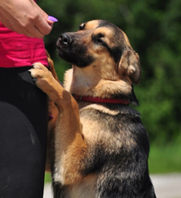 DELLY, Hund, Mischlingshund in Slowakische Republik - Bild 12