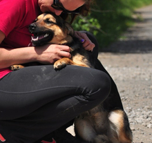 DELLY, Hund, Mischlingshund in Slowakische Republik - Bild 13