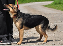 DELLY, Hund, Mischlingshund in Slowakische Republik - Bild 14