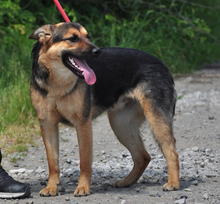 DELLY, Hund, Mischlingshund in Slowakische Republik - Bild 2