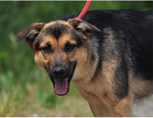 DELLY, Hund, Mischlingshund in Slowakische Republik - Bild 4