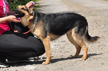 DELLY, Hund, Mischlingshund in Slowakische Republik - Bild 5