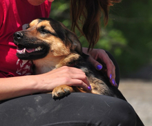 DELLY, Hund, Mischlingshund in Slowakische Republik - Bild 6