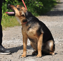 DELLY, Hund, Mischlingshund in Slowakische Republik - Bild 7