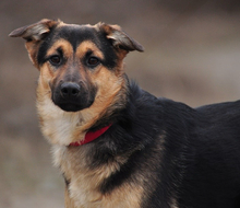 DELLY, Hund, Mischlingshund in Slowakische Republik - Bild 8