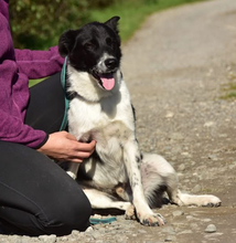 DENYS247, Hund, Mischlingshund in Slowakische Republik - Bild 12