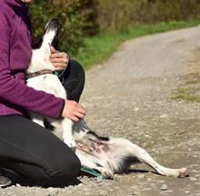 DENYS247, Hund, Mischlingshund in Slowakische Republik - Bild 6