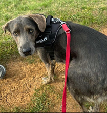 DINGO, Hund, Mischlingshund in Slowakische Republik - Bild 13