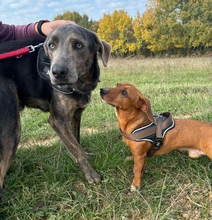 DINGO, Hund, Mischlingshund in Slowakische Republik - Bild 15