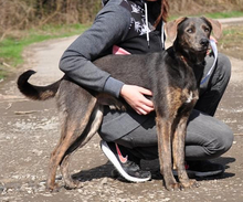 DINGO, Hund, Mischlingshund in Slowakische Republik - Bild 19