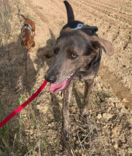 DINGO, Hund, Mischlingshund in Slowakische Republik - Bild 6