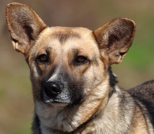 DORIS, Hund, Mischlingshund in Slowakische Republik - Bild 3