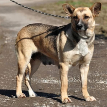 DORIS, Hund, Mischlingshund in Slowakische Republik - Bild 8