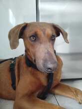 CHOCOLATE, Hund, Weimaraner Ridgeback Mix in Spanien - Bild 1