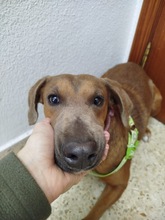 CHOCOLATE, Hund, Weimaraner Ridgeback Mix in Spanien - Bild 2