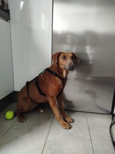 CHOCOLATE, Hund, Weimaraner Ridgeback Mix in Spanien - Bild 5