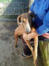 CHOCOLATE, Hund, Weimaraner Ridgeback Mix in Spanien - Bild 6