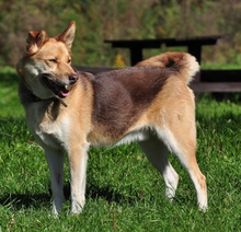 FABIO, Hund, Mischlingshund in Slowakische Republik - Bild 1