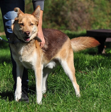 FABIO, Hund, Mischlingshund in Slowakische Republik - Bild 10