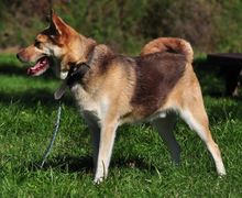 FABIO, Hund, Mischlingshund in Slowakische Republik - Bild 11