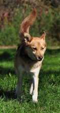 FABIO, Hund, Mischlingshund in Slowakische Republik - Bild 13