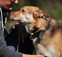 FABIO, Hund, Mischlingshund in Slowakische Republik - Bild 14