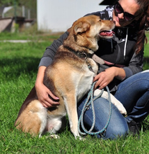 FABIO, Hund, Mischlingshund in Slowakische Republik - Bild 2