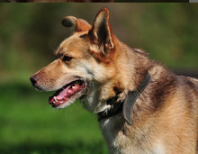 FABIO, Hund, Mischlingshund in Slowakische Republik - Bild 4