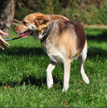 FABIO, Hund, Mischlingshund in Slowakische Republik - Bild 5