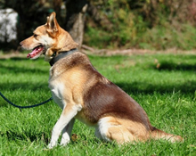 FABIO, Hund, Mischlingshund in Slowakische Republik - Bild 6