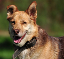 FABIO, Hund, Mischlingshund in Slowakische Republik - Bild 7