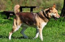 FABIO, Hund, Mischlingshund in Slowakische Republik - Bild 8