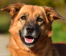 FANNY, Hund, Mischlingshund in Slowakische Republik - Bild 1