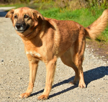 FANNY, Hund, Mischlingshund in Slowakische Republik - Bild 13