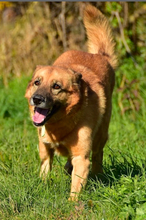 FANNY, Hund, Mischlingshund in Slowakische Republik - Bild 14