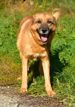 FANNY, Hund, Mischlingshund in Slowakische Republik - Bild 2