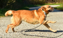 FANNY, Hund, Mischlingshund in Slowakische Republik - Bild 3