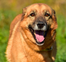 FANNY, Hund, Mischlingshund in Slowakische Republik - Bild 4