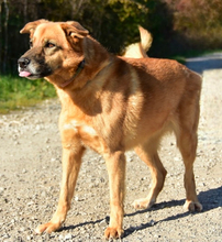 FANNY, Hund, Mischlingshund in Slowakische Republik - Bild 5