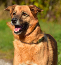 FANNY, Hund, Mischlingshund in Slowakische Republik - Bild 6