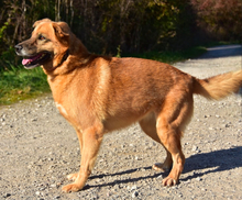 FANNY, Hund, Mischlingshund in Slowakische Republik - Bild 7